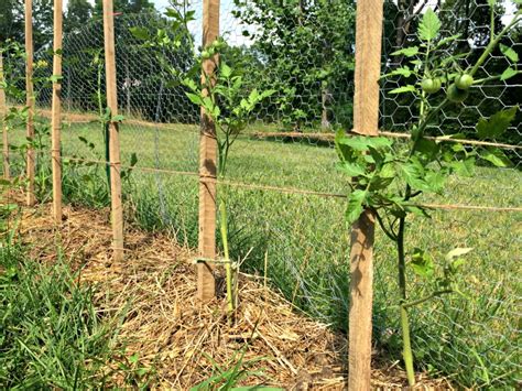 2 Ways To Stake Tomatoes Farm Fresh For Life Real Food For Health