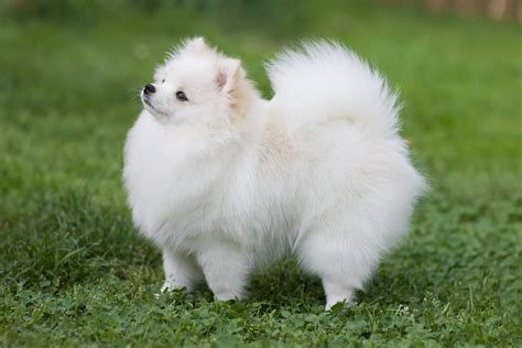 White Fluffy Dogs And Puppies Cilasu