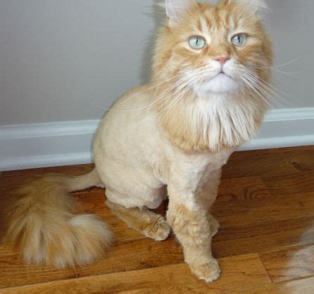 A cat shaved to look like a lion! Michal Rat — If those aren't enough cat lion cut products ...