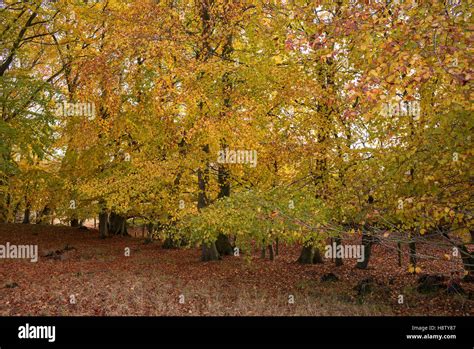 Fagus Sylvatica Glorious Autumn Colour Of European Beech Trees In A