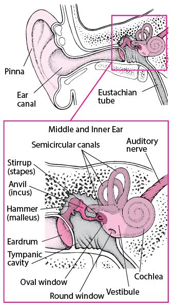 Introduction To Inner Ear Disorders Ear Nose And Throat Disorders