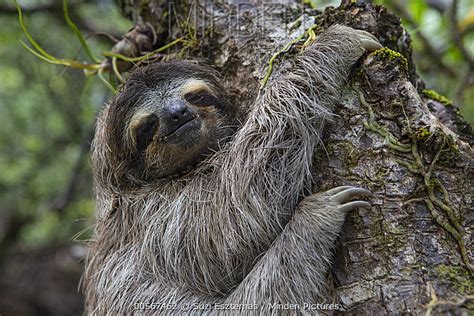 Minden Pictures Pygmy Three Toed Sloth Bradypus Pygmaeus Isla