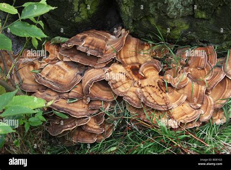 Bracket Fungus On Dead Tree Stump Stock Photo Alamy