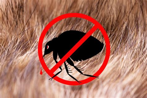 Fleas Control Macarthur Pest Solution