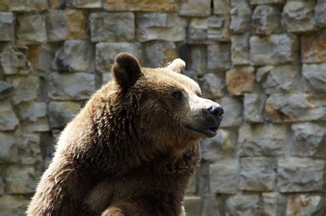 Free Photo Bear Brown Bear Grizzly Free Image On Pixabay 424400