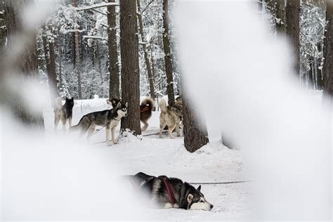 Husky Dog Sledding Tour On The Countryside From Riga Discover Latvia