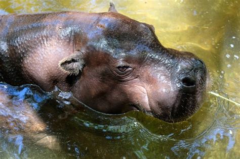 Hipopótamo Pigmeo En El Bioparc De Fuengirola Foto Premium