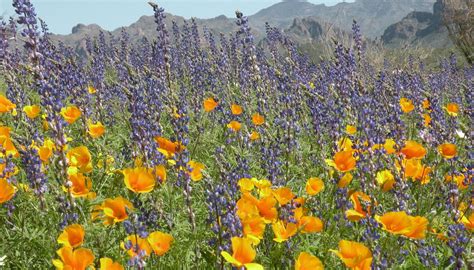 Where To See The Best Desert Wildflowers In Phoenix