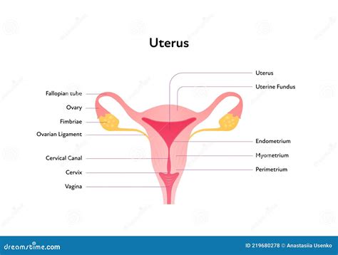 Reproductive System Infographic Poster Vector Flat Medical Illustration Female Uterus