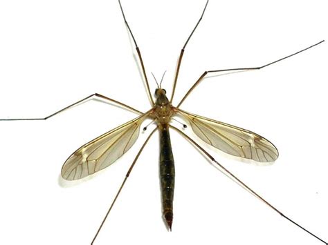 The Crane Fly Or Daddy Longlegs Is A Simple Insect With Some Very