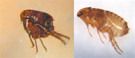 Cat Fleas The Small Dark Colored Wingless Insects That Are Parasitic On Cats Munchkin Kitten