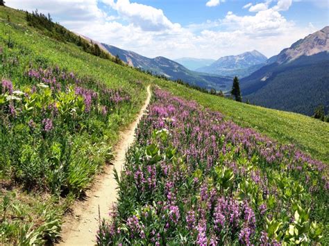 Crested Butte Is The Wildflower Capital Of Colorado Trips To Discover