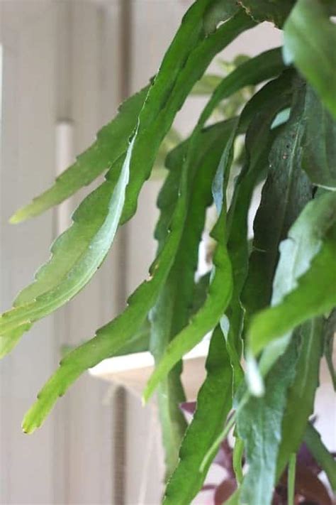 A happy and healthy cactus might even reward you with some beautiful there are many factors that affect how often you should be watering your cactus. How often do you water a cactus? | Houseplant Central