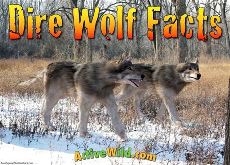 Dire Wolf Facts Pictures And Information A Fearsome Prehistoric Carnivore