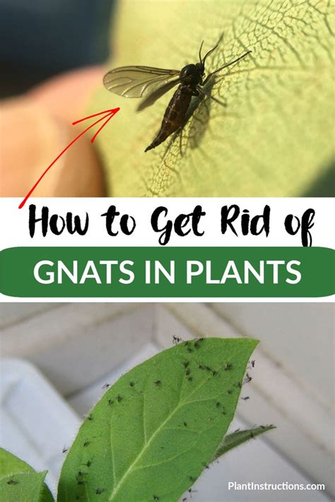 How To Get Rid Of Gnats In Houseplants