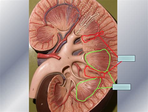 Kidney 7 Diagram Quizlet
