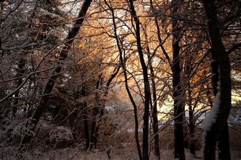 Sunrise In A Winter Forest Stock Photo Image Of January 158514100