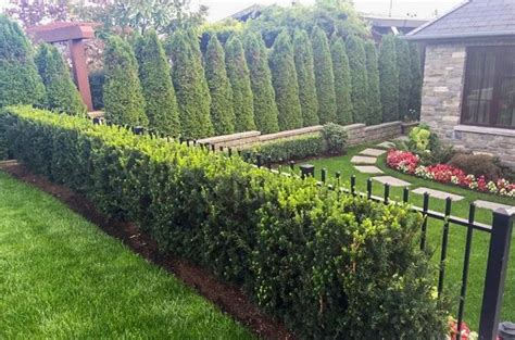 List Of Privacy Bushes For Small Yards For Small Space Home