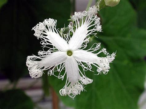 Colección de dorix rek • última actualización: Algunas de Las Flores mas Bellas y Hermosas del Mundo | Chrassus | Flores exóticas, Mejores ...