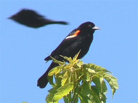 Toronto Wildlife Blackbirds And Orioles