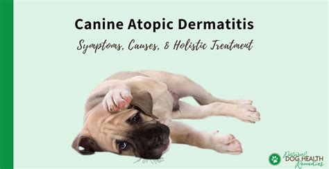 Canine Atopic Dermatitis Natural Treatment