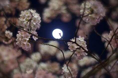 Moon In Cherry Blossom By Snufkin69 （id：4330745） 写真共有サイトphotohito