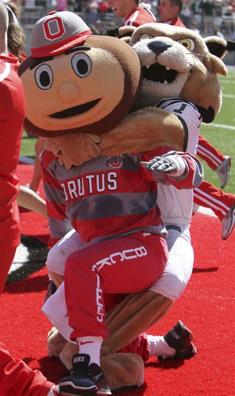 Bobcat Mascot Intentionally Tackled Buckeyes Brutus Sports