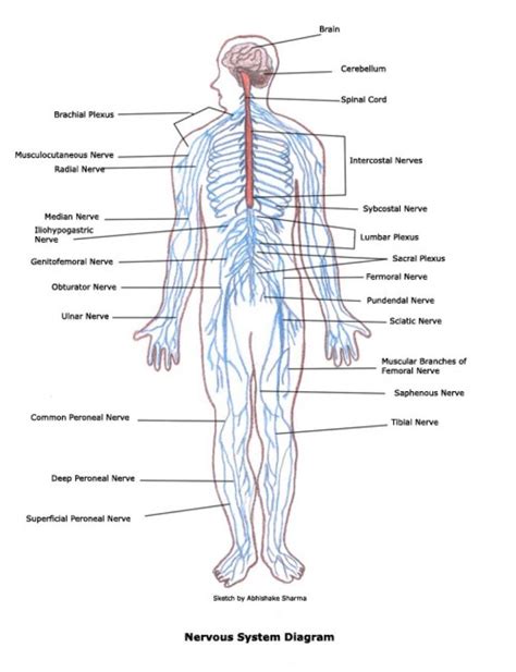 The central nervous system (cns) represents the largest part of the nervous system, including the brain and the spinal cord. Labeled Diagram Of The Nervous System . Labeled Diagram Of ...