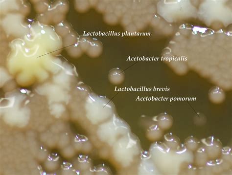 Lactobacillus Plantarum Colony Morphology