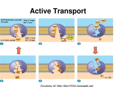 Ppt Cell Transport Powerpoint Presentation Id3996195