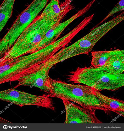 Real Fluorescence Microscopic View Human Skin Cells Culture Nucleus