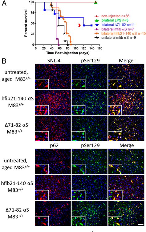 Figure 1 from Intramuscular injection of α synuclein induces CNS α