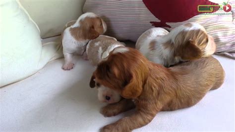 Cavalier king charles spaniel puppies are happy, gentle and friendly dogs who love to cuddle, entertain and impress. Cavalier King Charles Spaniel Puppies: Update 2 - YouTube