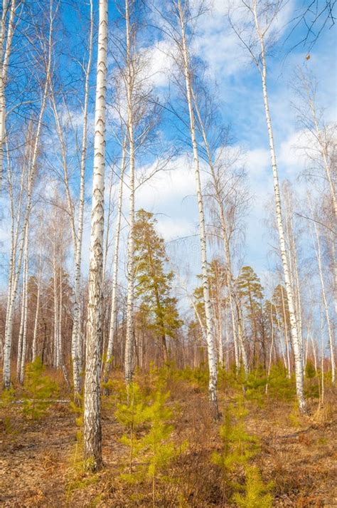 Birch Forest In Early Spring Early Spring Forest Stock Photo Image