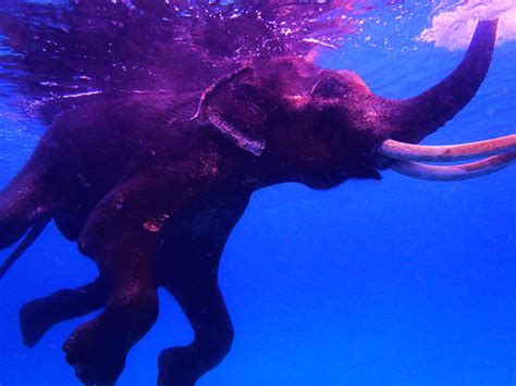 Undiscovered Indian Treasures Andaman Islands Rajan Ocean Swimming