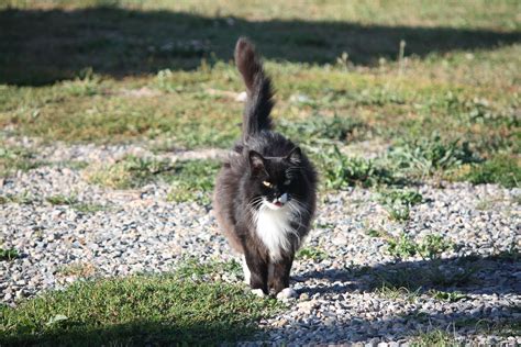 Hello and welcome to mt hope fabric and gift shoppe online! Our little Hope telling me it's time for dinner!!!! Harmony Homestead, MT | Farm dogs, Dog cat ...