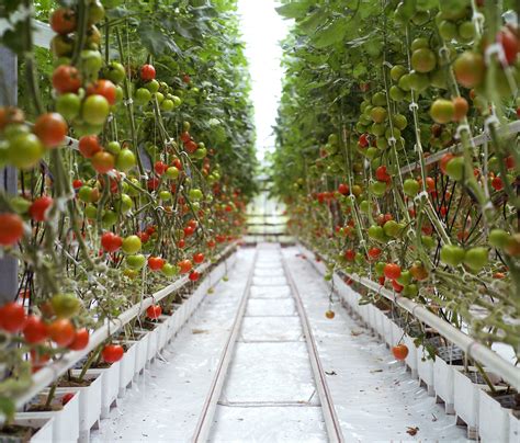 Growing Hydroponic Tomatoes With No Fresh Water Soil Or Fossil Fuels