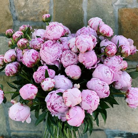 Peony Stems The Lush Lily Brisbane Gold Coast Florist Flower Delivery Carindale