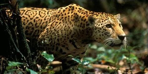 Check spelling or type a new query. ¿Por qué conviven pacíficamente los jaguares y los pumas ...