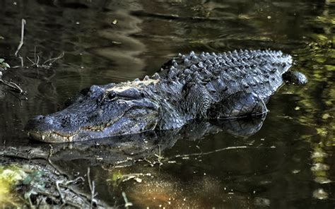 TrekNature | Alligator mississippiensis Photo