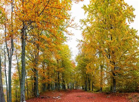 Beech Trees In Autumn Stock Image Image Of Light Fall 91069765
