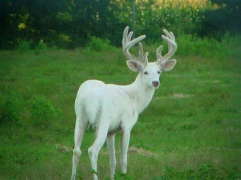 American spirit cruise accommodations, staterooms and suites. White spirit deer | Albino deer, Albino animals, Deer pictures