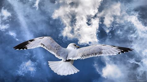 Seagull Wallpapers Wallpaper Cave