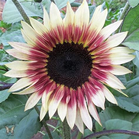 Pin On Sunflowers