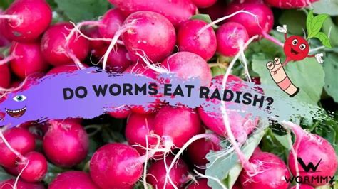 Do Worms Eat Radishes Do Earthworms Also Eat Radish Leaves