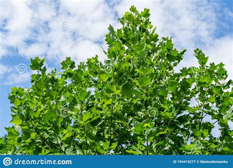 Green Leaves Of Top Tulip Tree Liriodendron Tulipifera Called