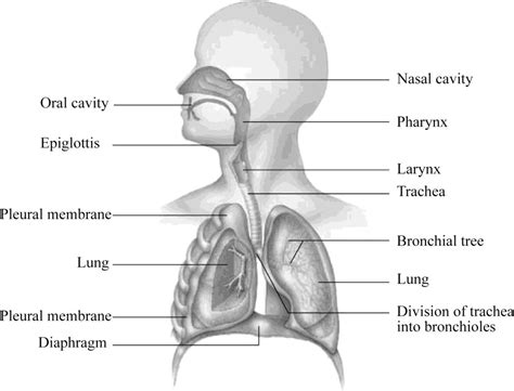 Respiratory System Labeled Diagram