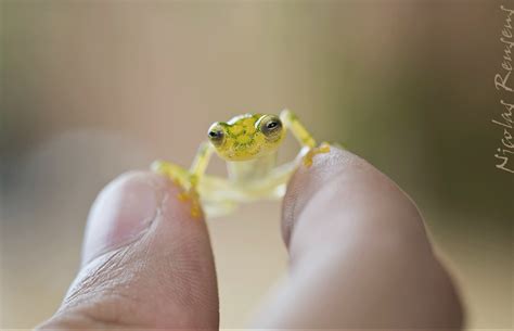 Glass Frog Frog Glass Frog Amphibians
