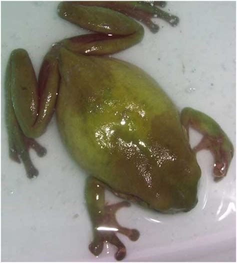 Qld Frog Society Inc Sick Frogs