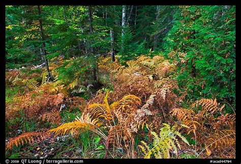 Picturephoto Forest Undergrowth In Autumn Acadia National Park